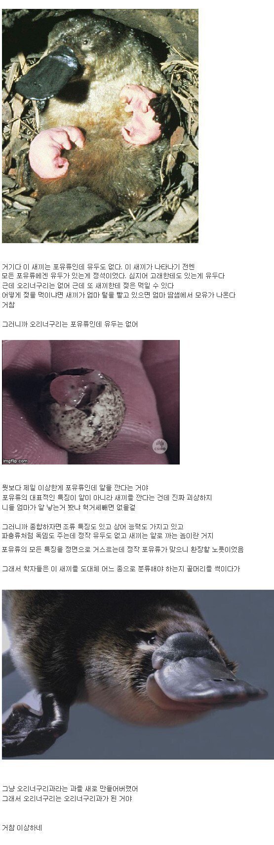 오리너구리 논란.jpg