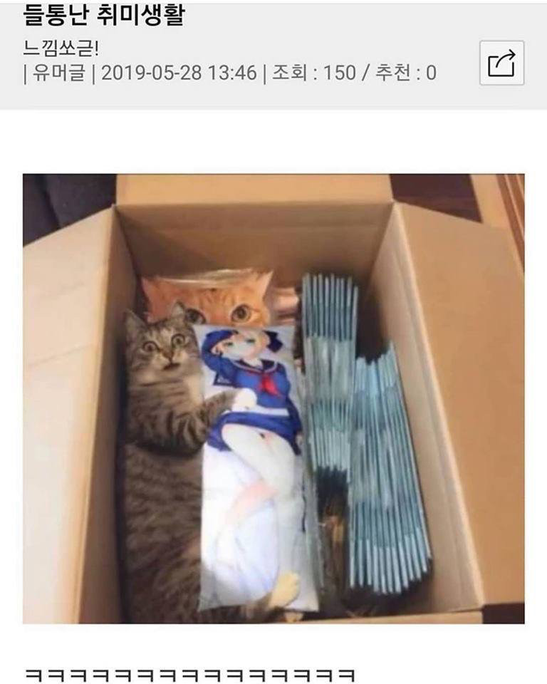 냥이의 취미생활 웃긴대학 웃긴자료