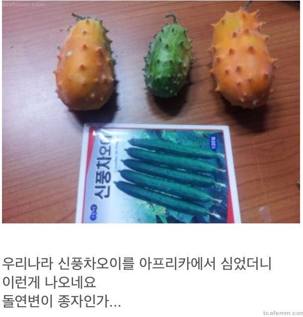 아프리카에서 악마의열매가 된 한국오이.JPG