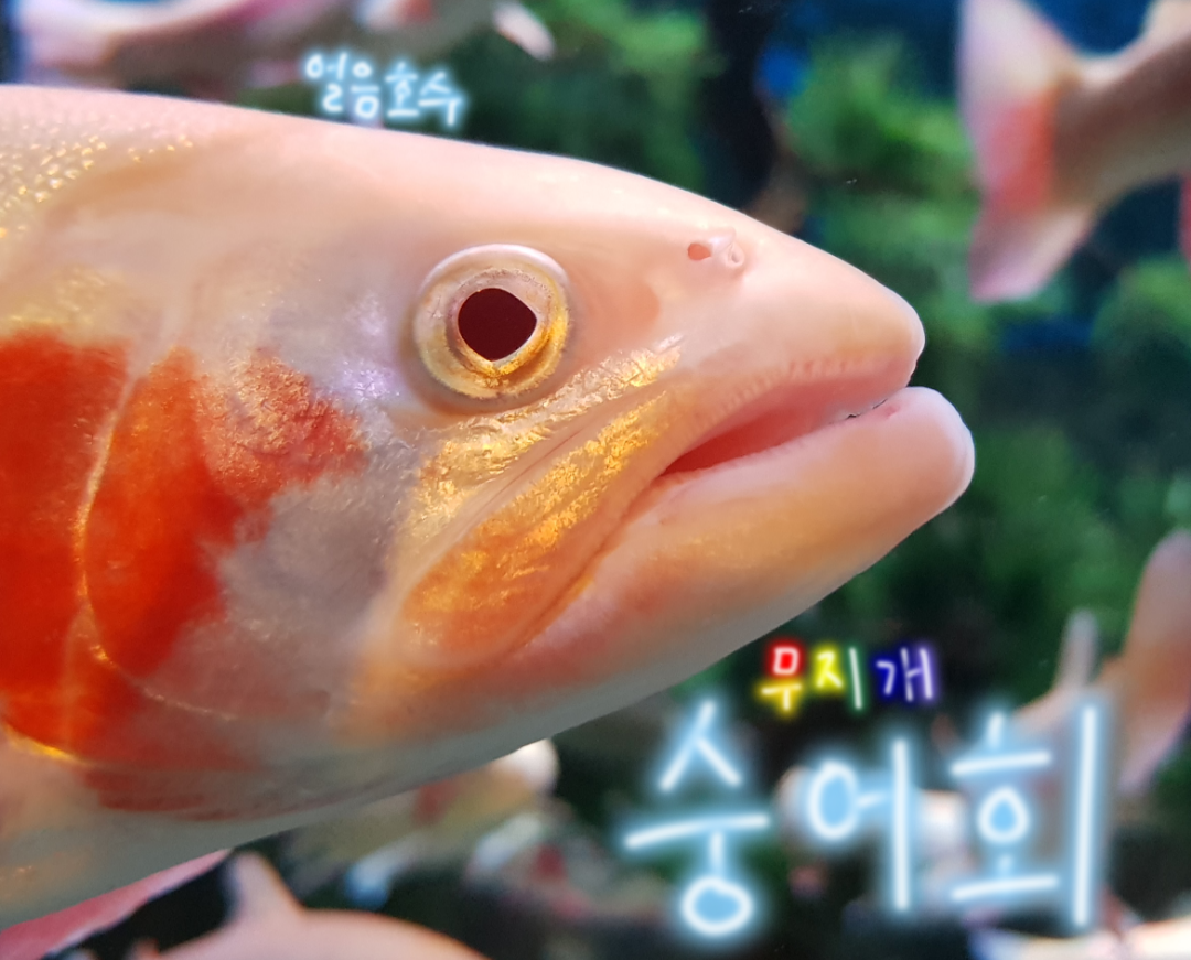 싱싱한 게 뭐야? :: 웃긴대학 대기자료 싱싱한 게 뭐야?