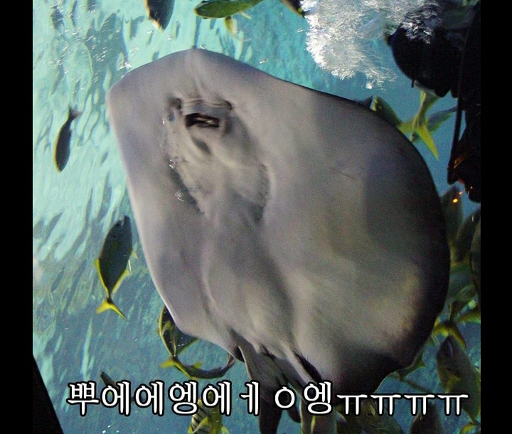 아싸 가오리~~~ 참 뜻