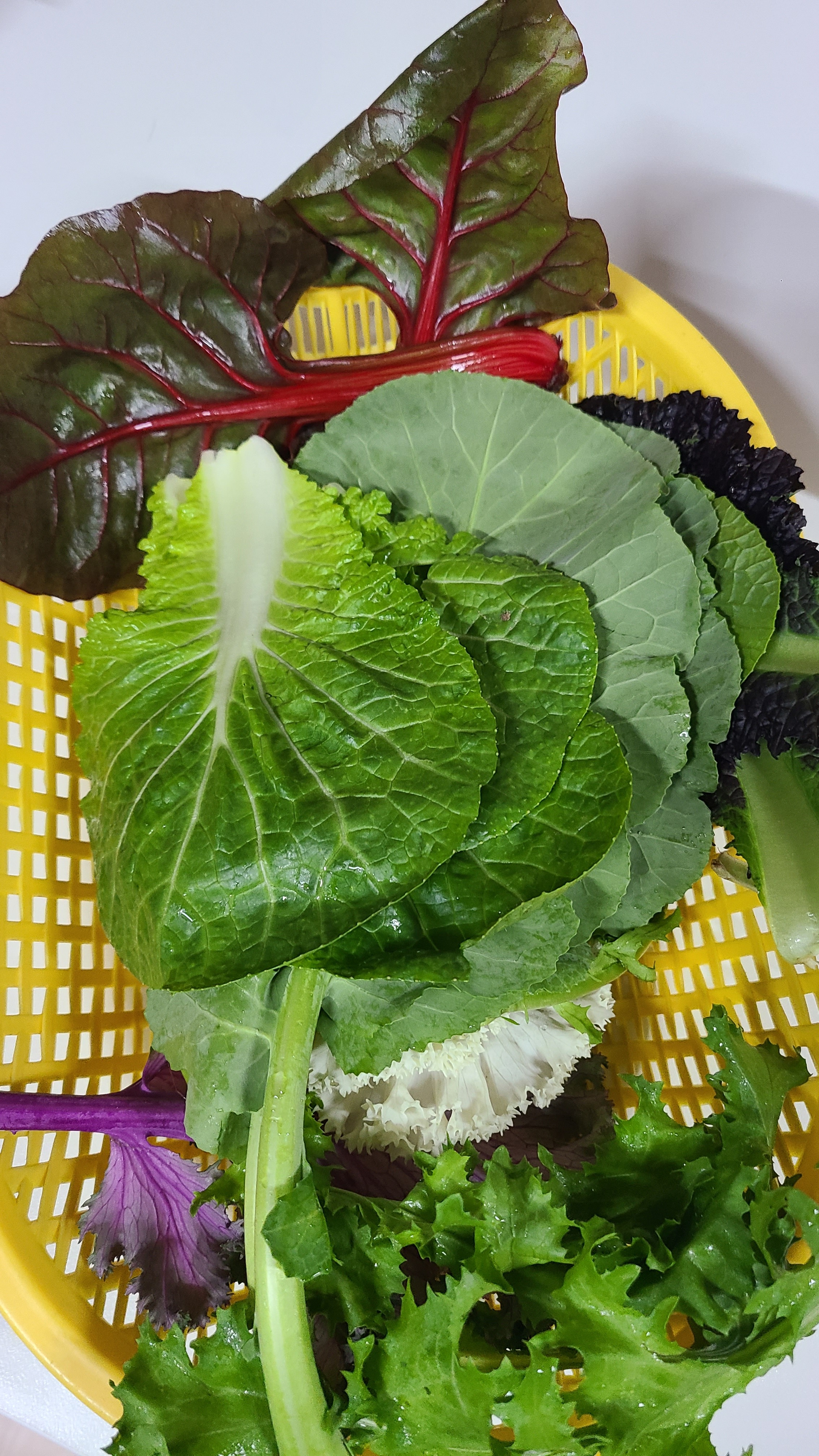 야채 너무비싸다... :: 웃긴대학 대기자료 야채 너무비싸다...