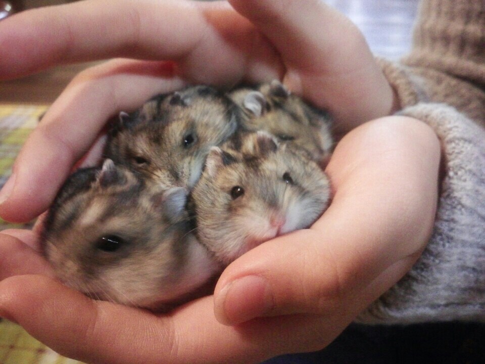 마라탕........