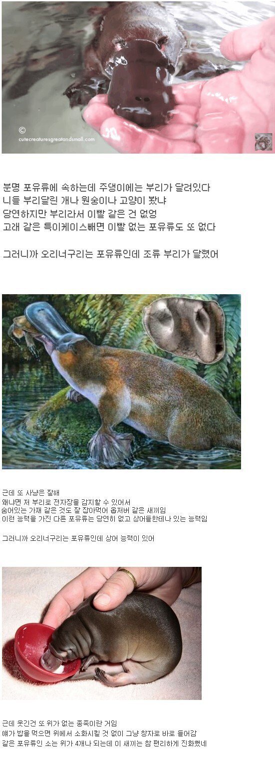 오리너구리 논란.jpg