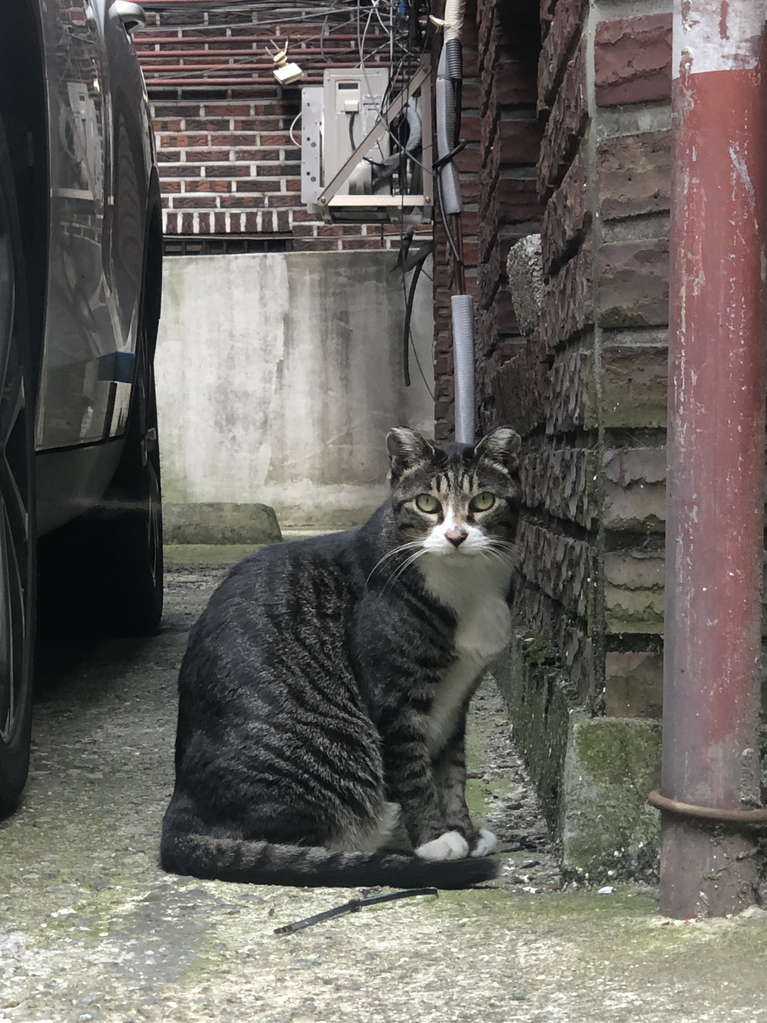 골목에서 만난 냥이