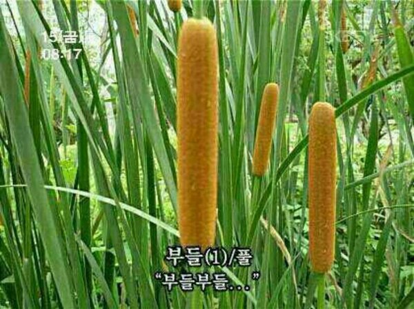 비건을 위한 핫도그