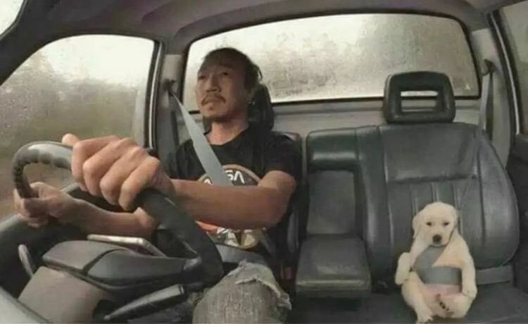 안전벨트 메고 차타던 강아지 근황