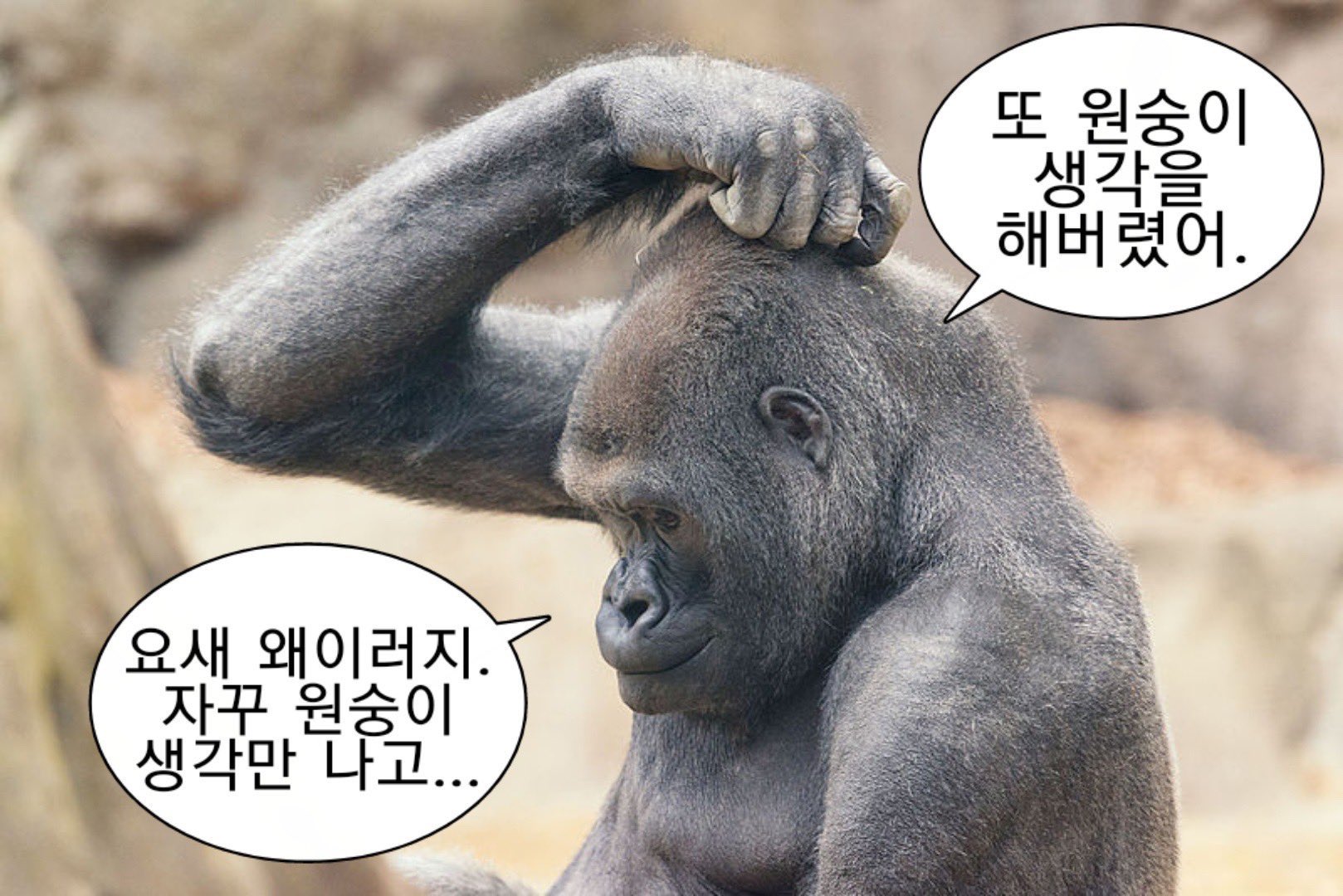 내가 가지고 있는 동물 말풍선 짤 모음