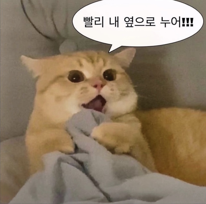고양이 말풍선 짤