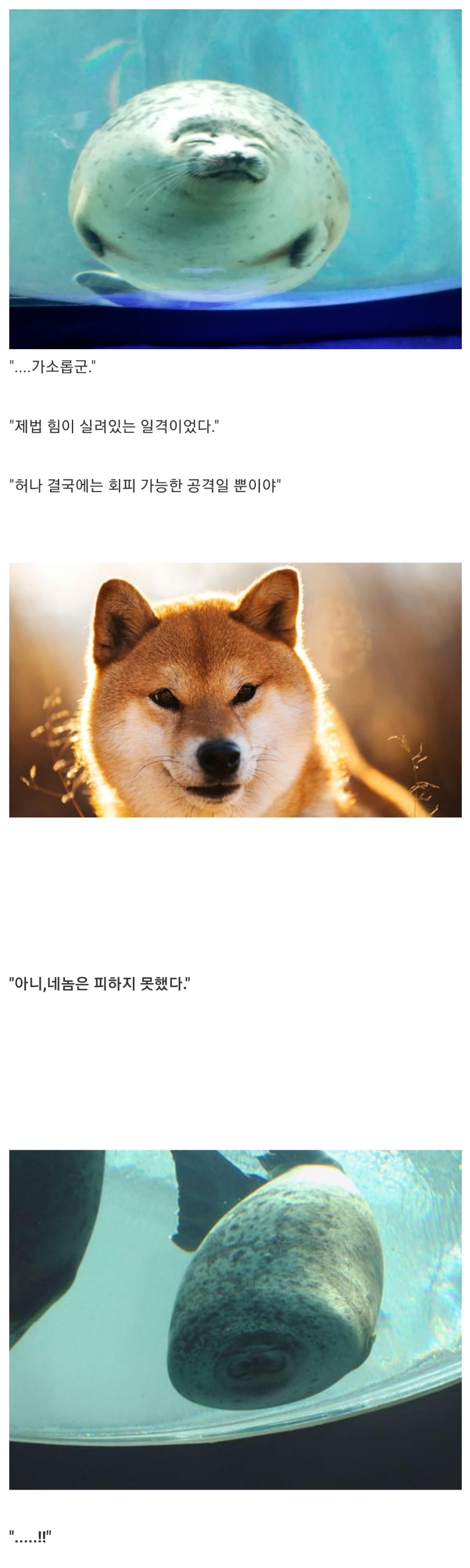 아니 내 클리셰물개 짤 뭔데 렉카당함 ㄷㄷ