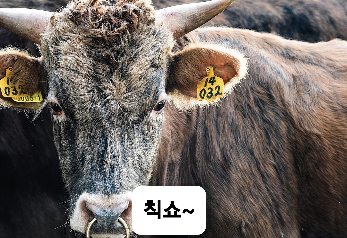소 중에 가장아쉬워하는 소는?.jpg